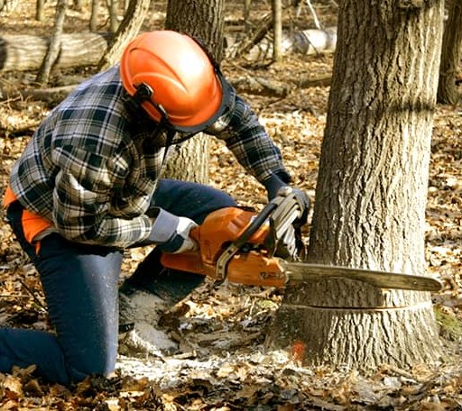 Tree Removal in Leicester, NY